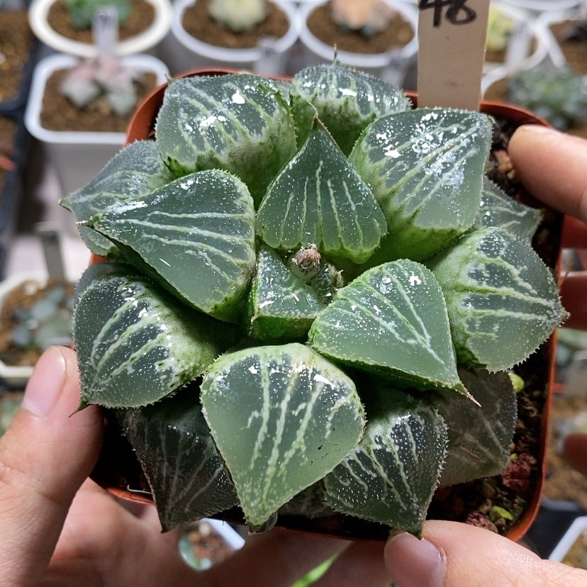 【闪购商品】48春雷