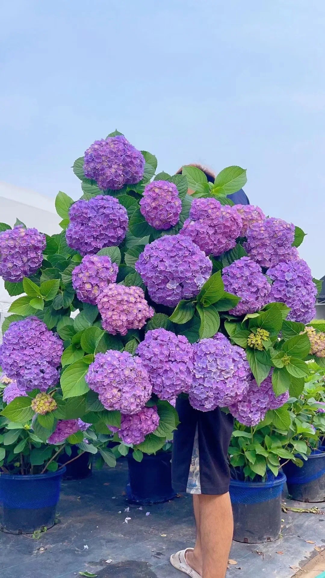 【太阳神殿】绣球带花苞发货耐热耐寒易养护适合阳台庭院种植