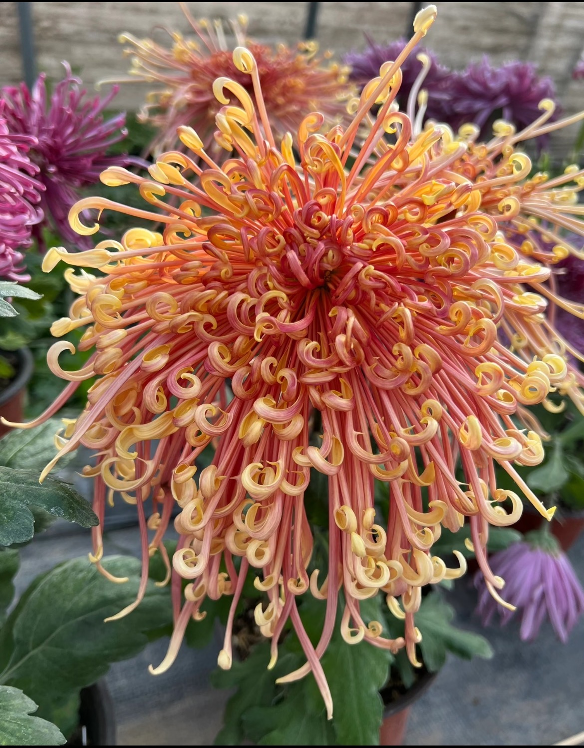 九月菊【盘龙舞凤】菊花盆栽 大花富贵菊  好养活
