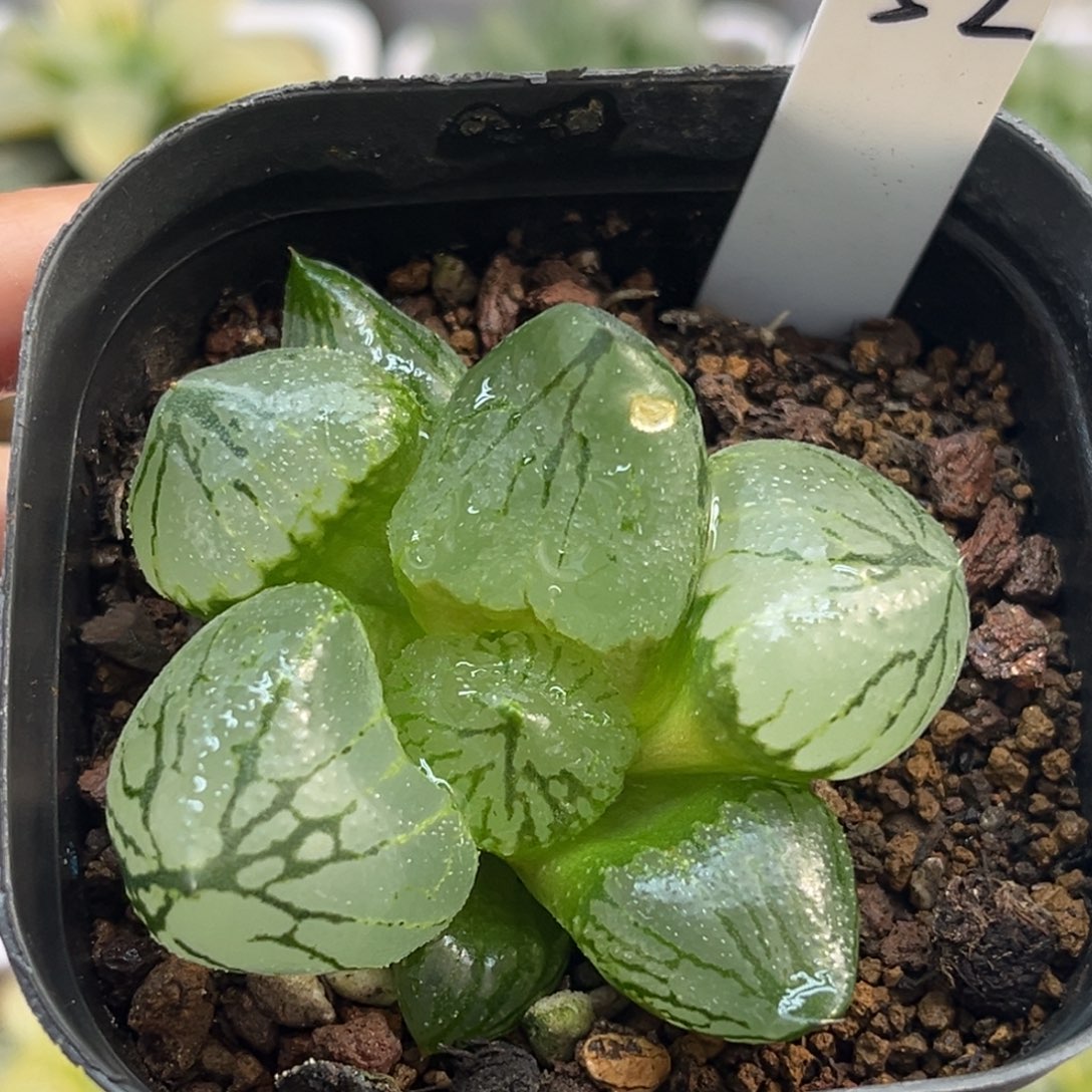 我***儿52杨贵妃福利专场