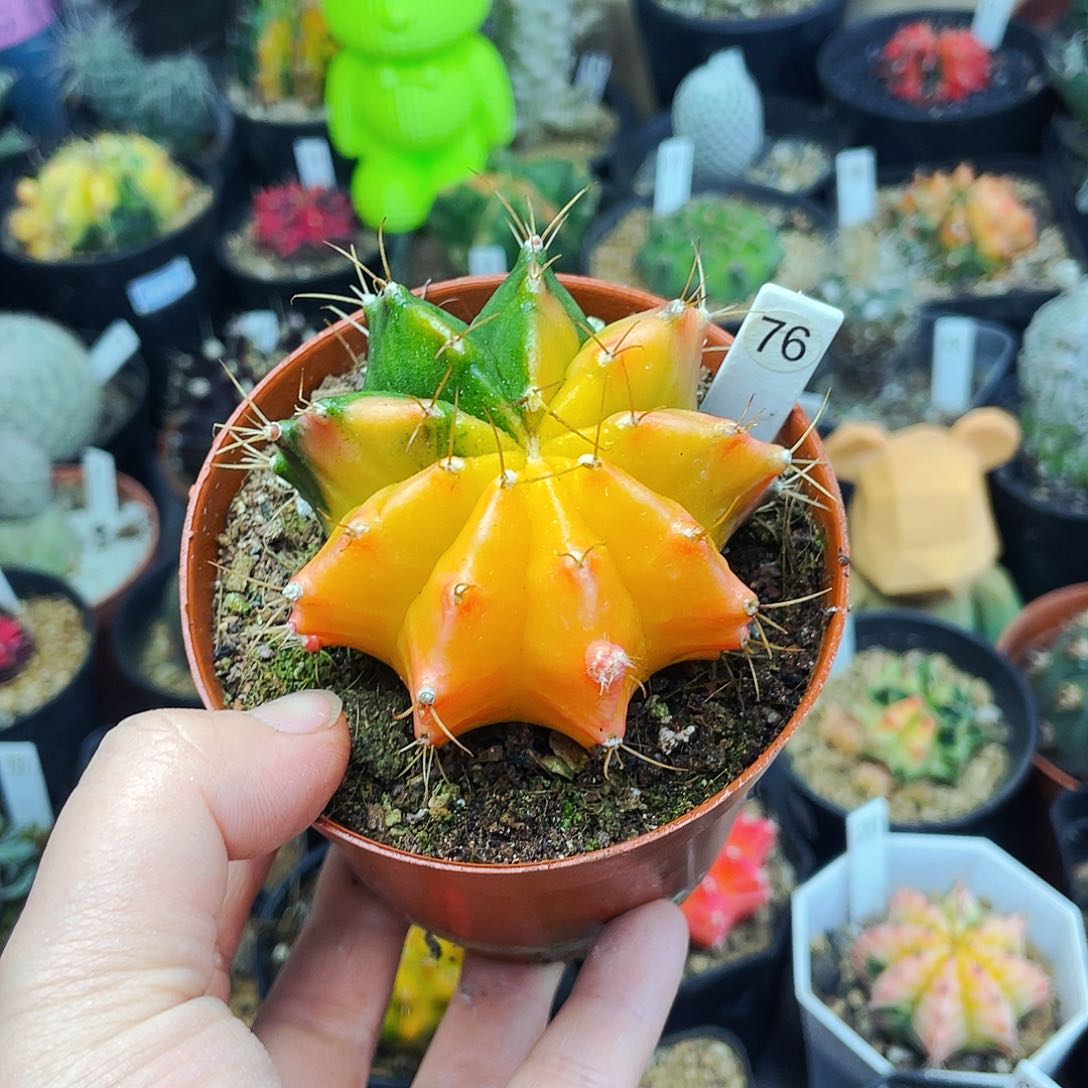 非偏远地区满25包邮仙人球