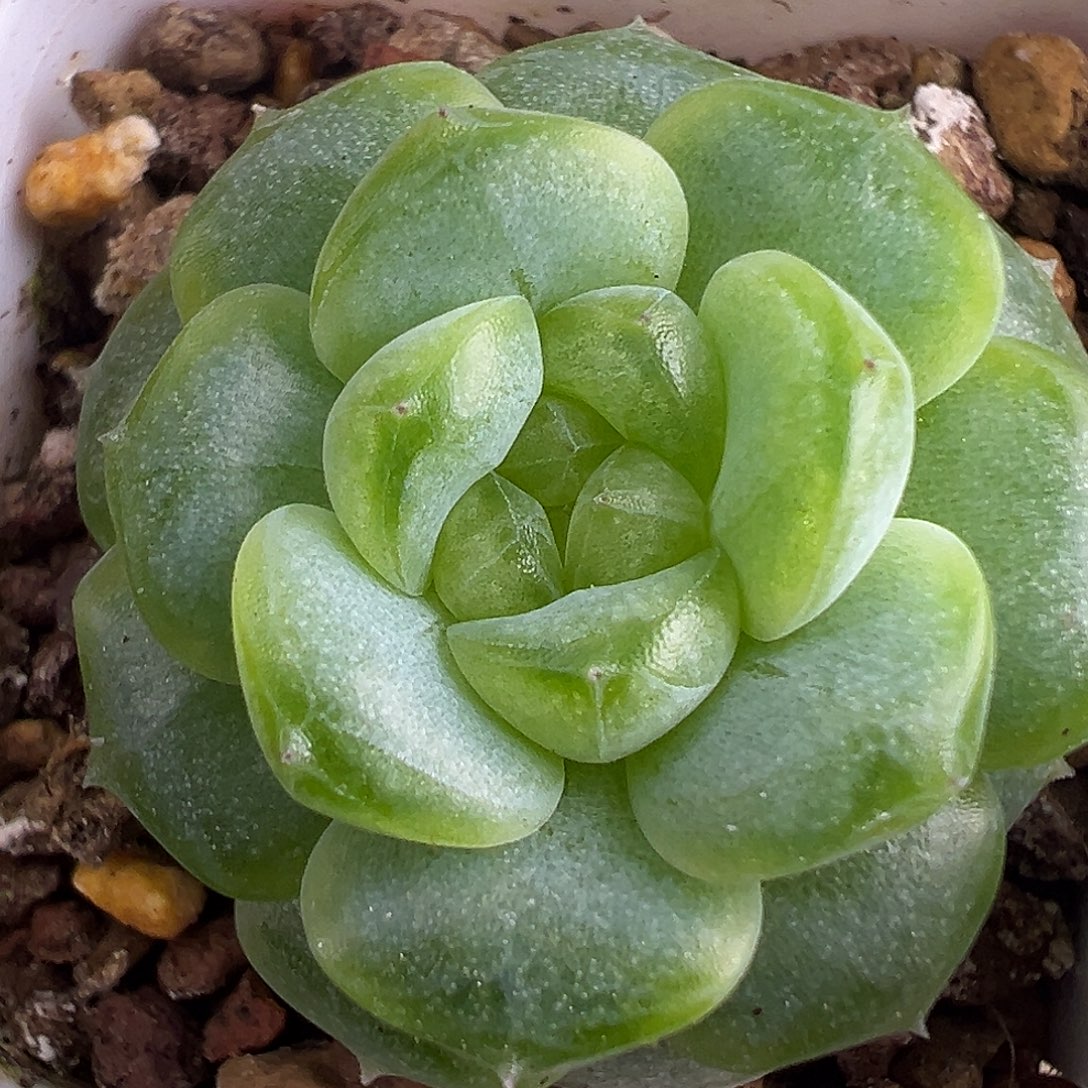 遥遥领先 冰玻璃渣