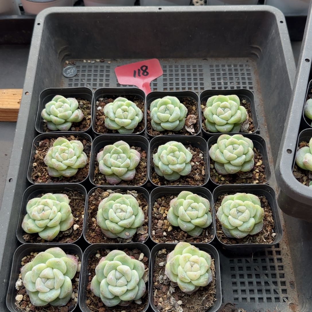 118翡翠冰15颗送11颗哈哈哈哈哈哈