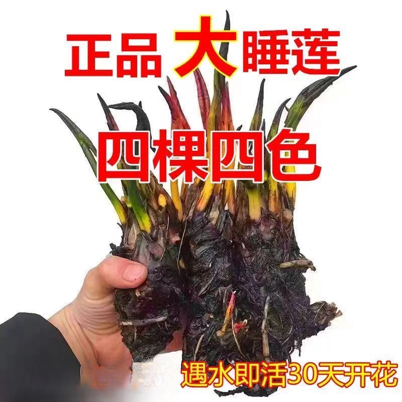 睡莲花池塘水缸大睡莲根块带花苞四季水培小睡莲花根水养四季开花