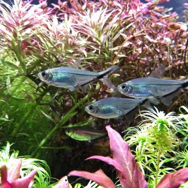 黑尾大勾群游观赏鱼草缸热带鱼活体小型热带鱼可混养耐活