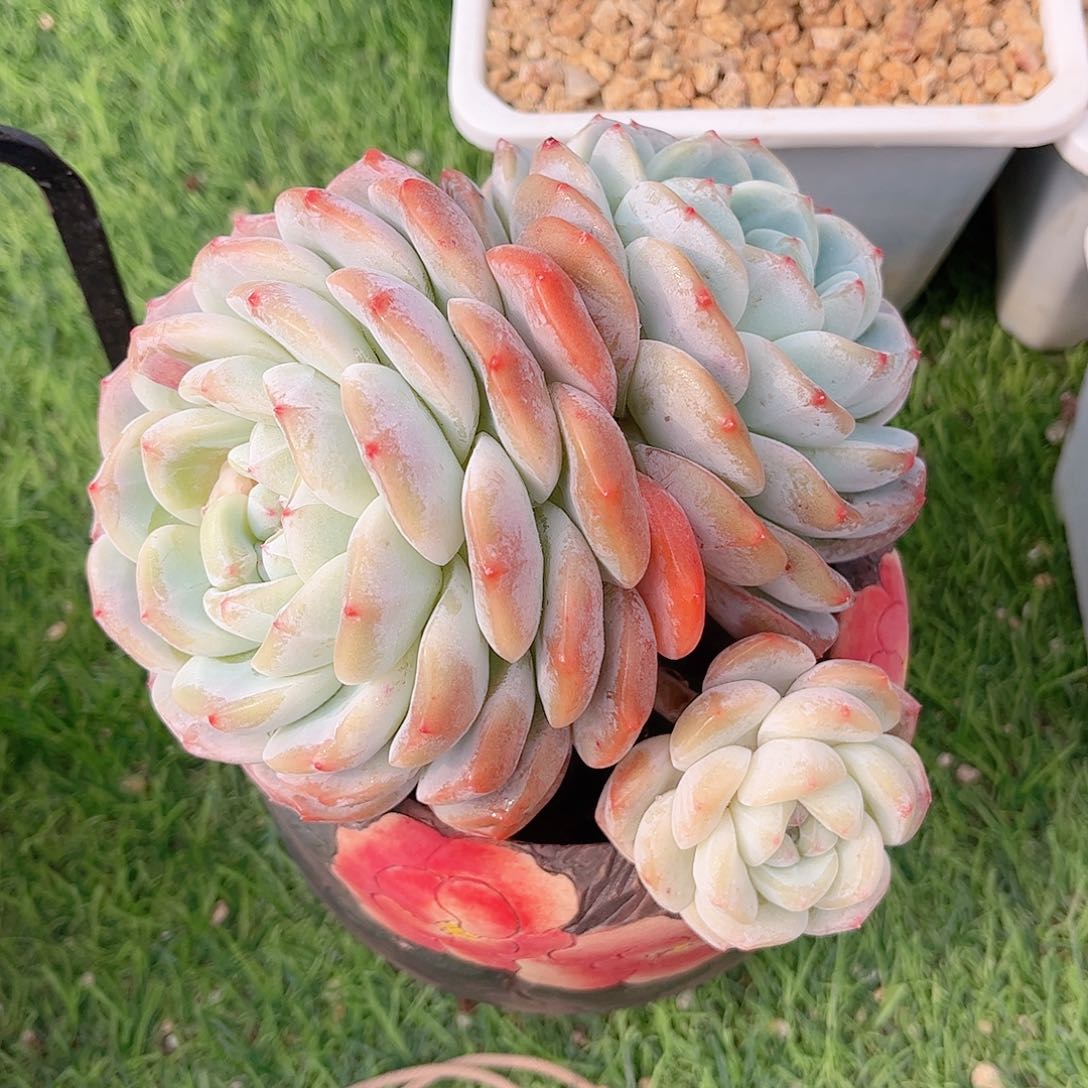 韩版白色恋人多肉