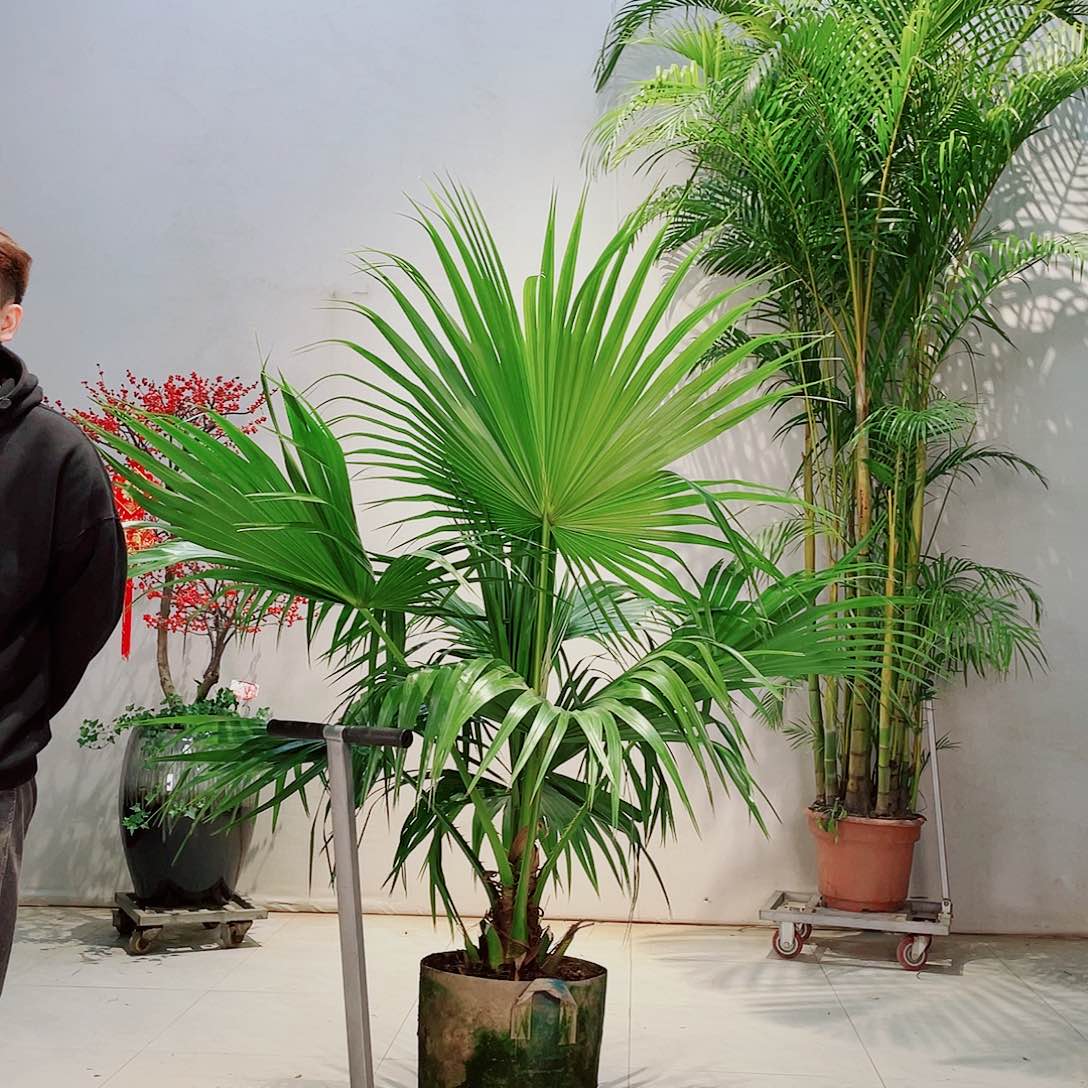 绍****娘椰子树椰子树剧场版