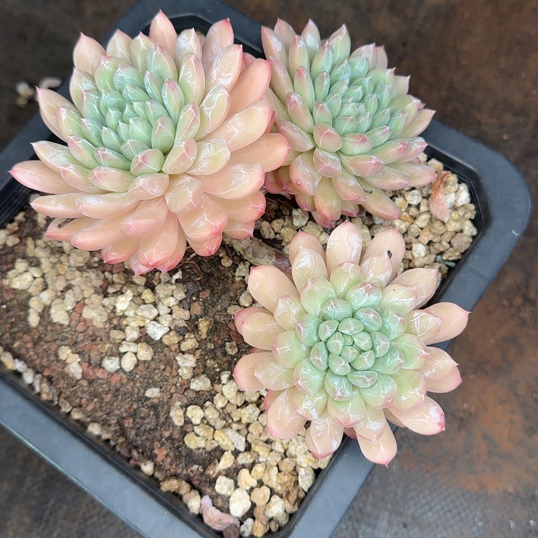 百达翡翠多肉植物炸