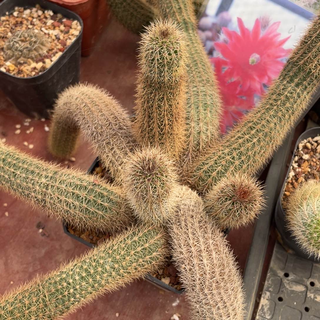 鹿角柱实生仙人球KK虾