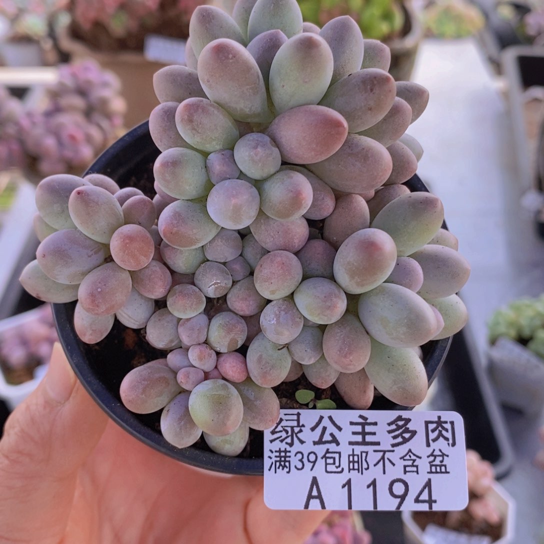 汤圆8cm1194多肉植物