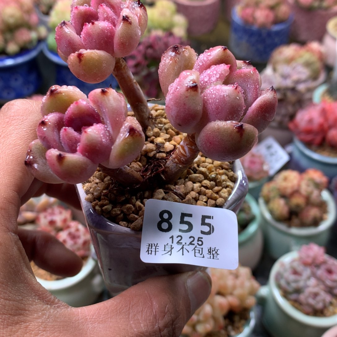 精控拇指盆12.25855