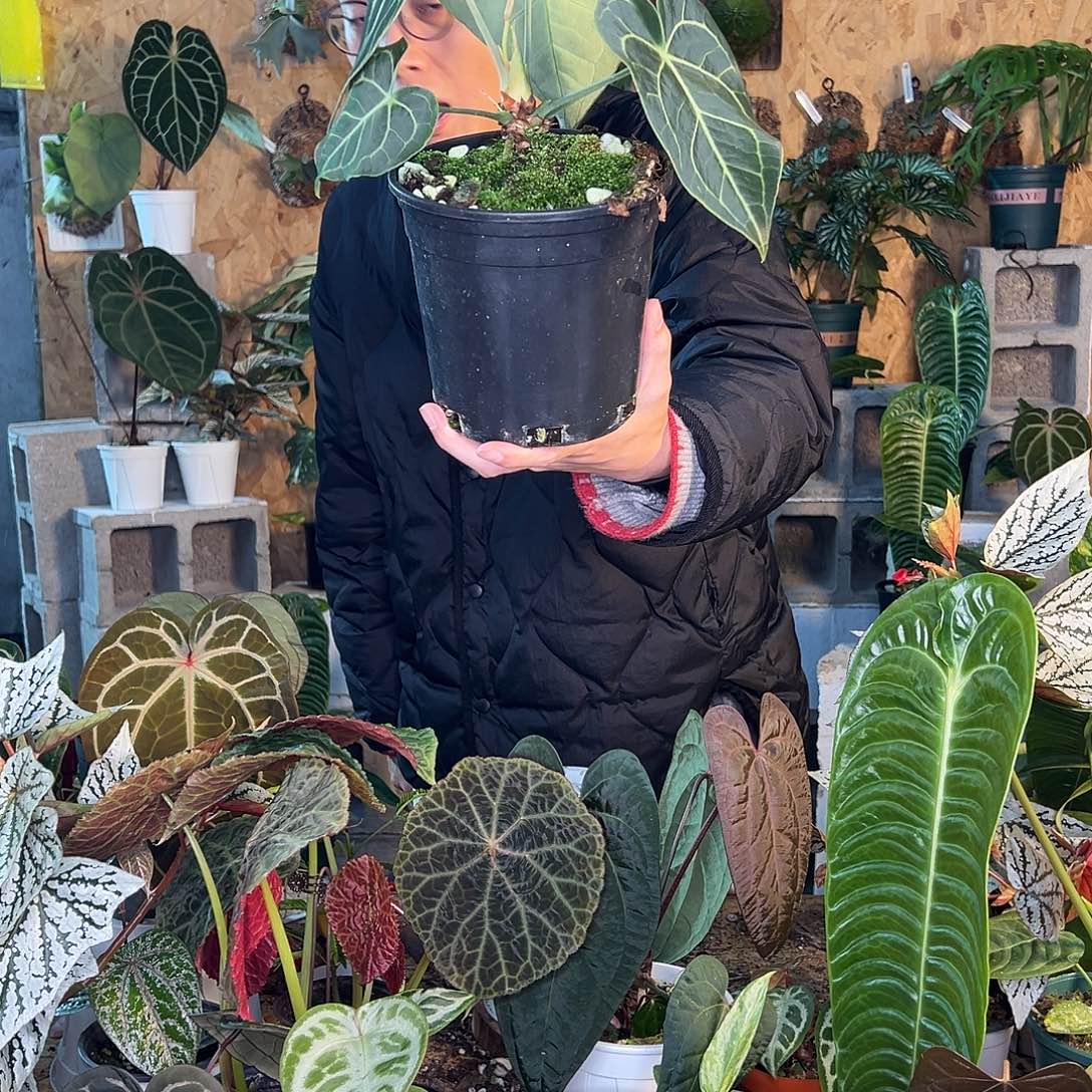 完全开放克莱恩花烛