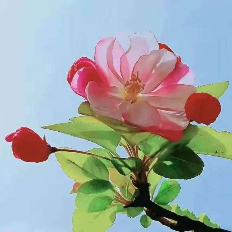 垂丝海棠花盆栽复色四季开花耐寒室内阳台好养植物