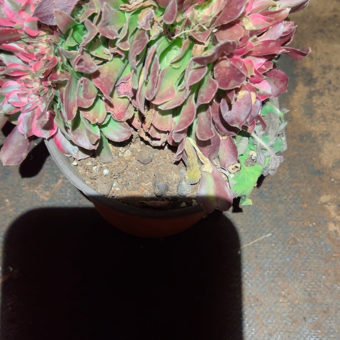 899 号多肉法师植物新年福利