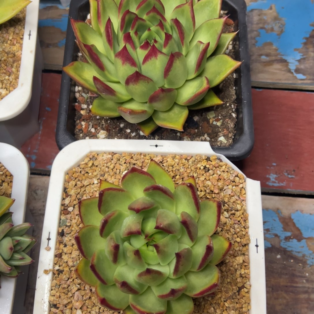 多肉植物一物一拍