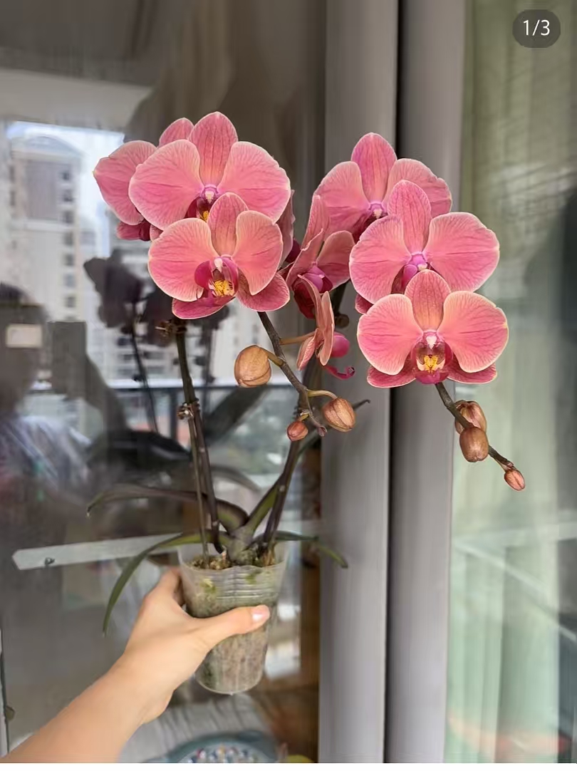 蝴蝶兰【纳博纳3.0杯。一个花剑微瑕疵】没有开花