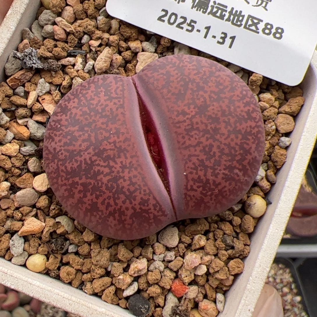 0878号 欧久多肉植物