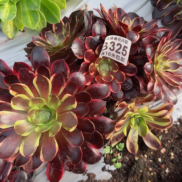 多肉法师欧嘉莉多多