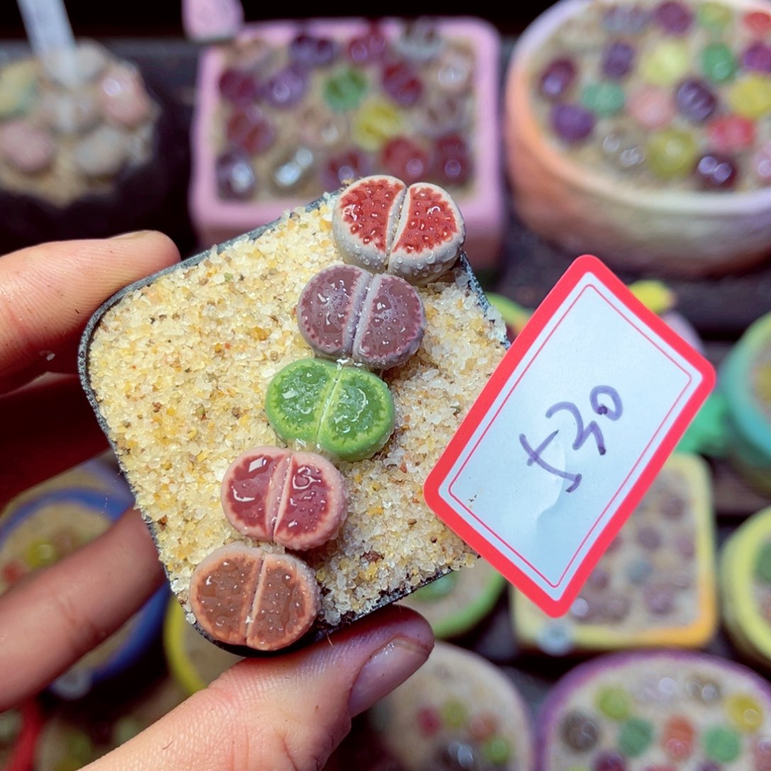 530生石花带盆发1