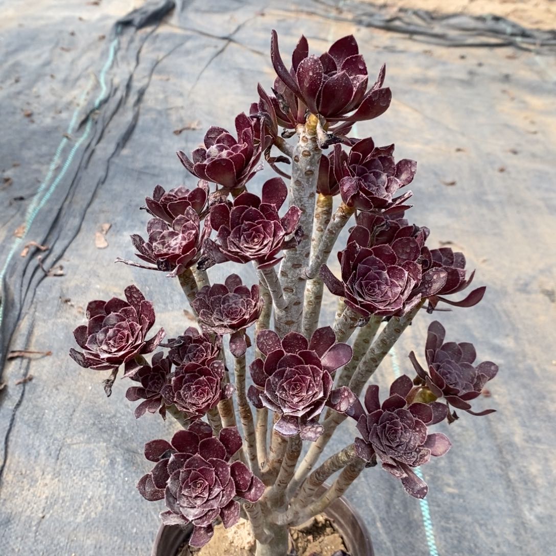 黑法多肉植物010 
