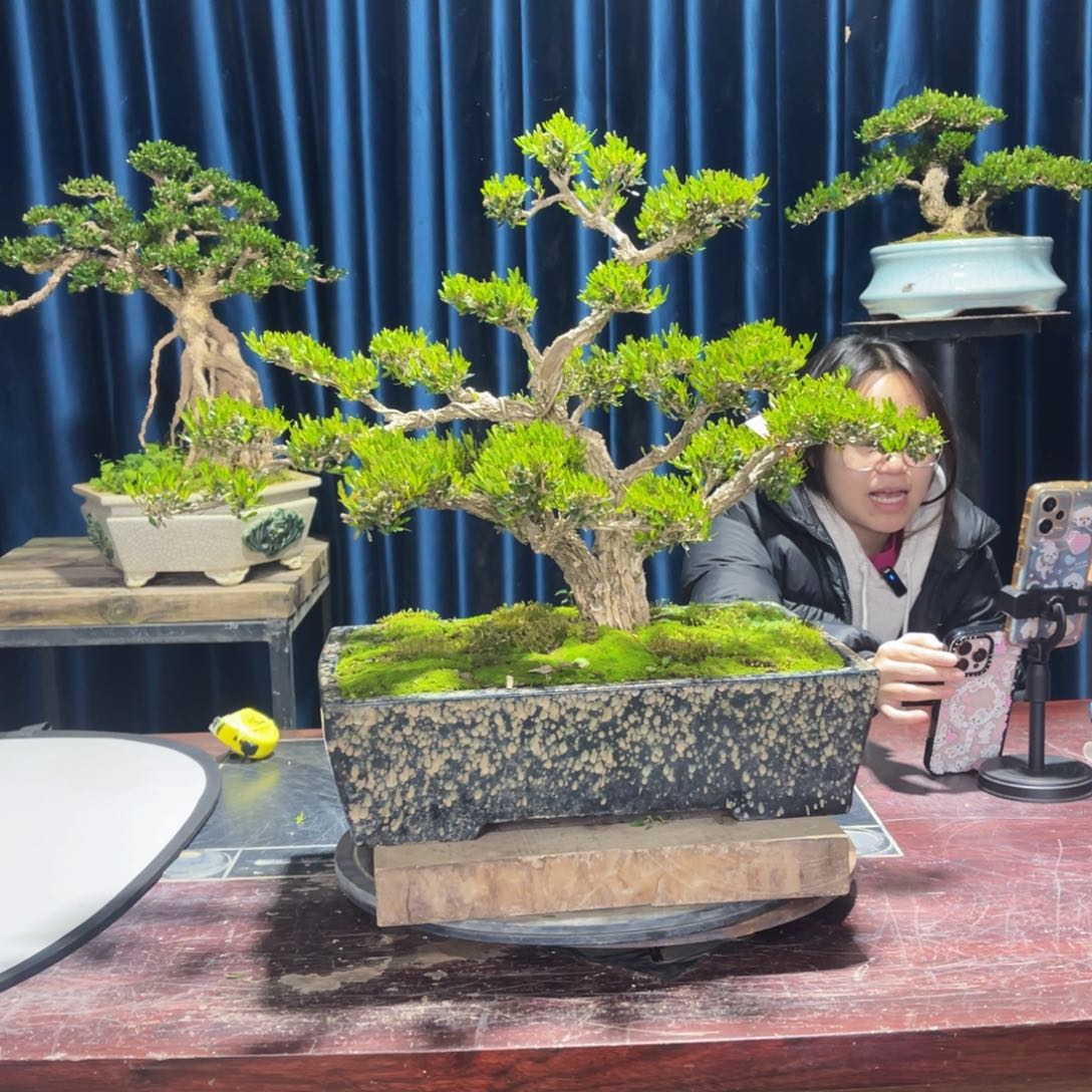 四季常青老桩黄杨盆景