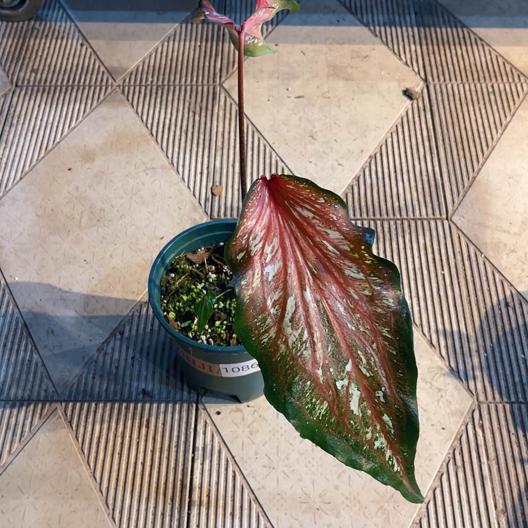 完全开放1086泰彩