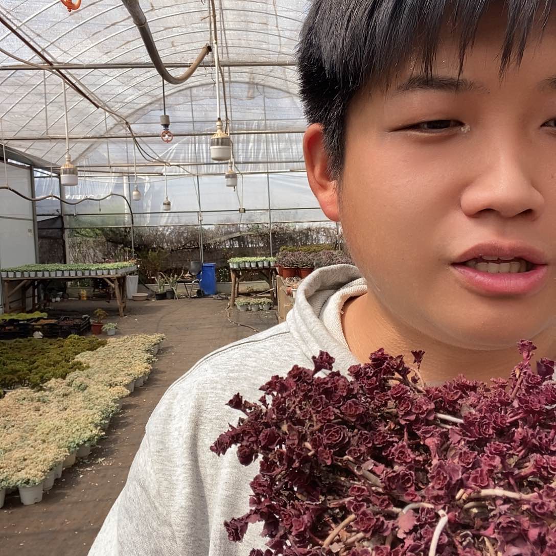 小球玫瑰带盆土特价