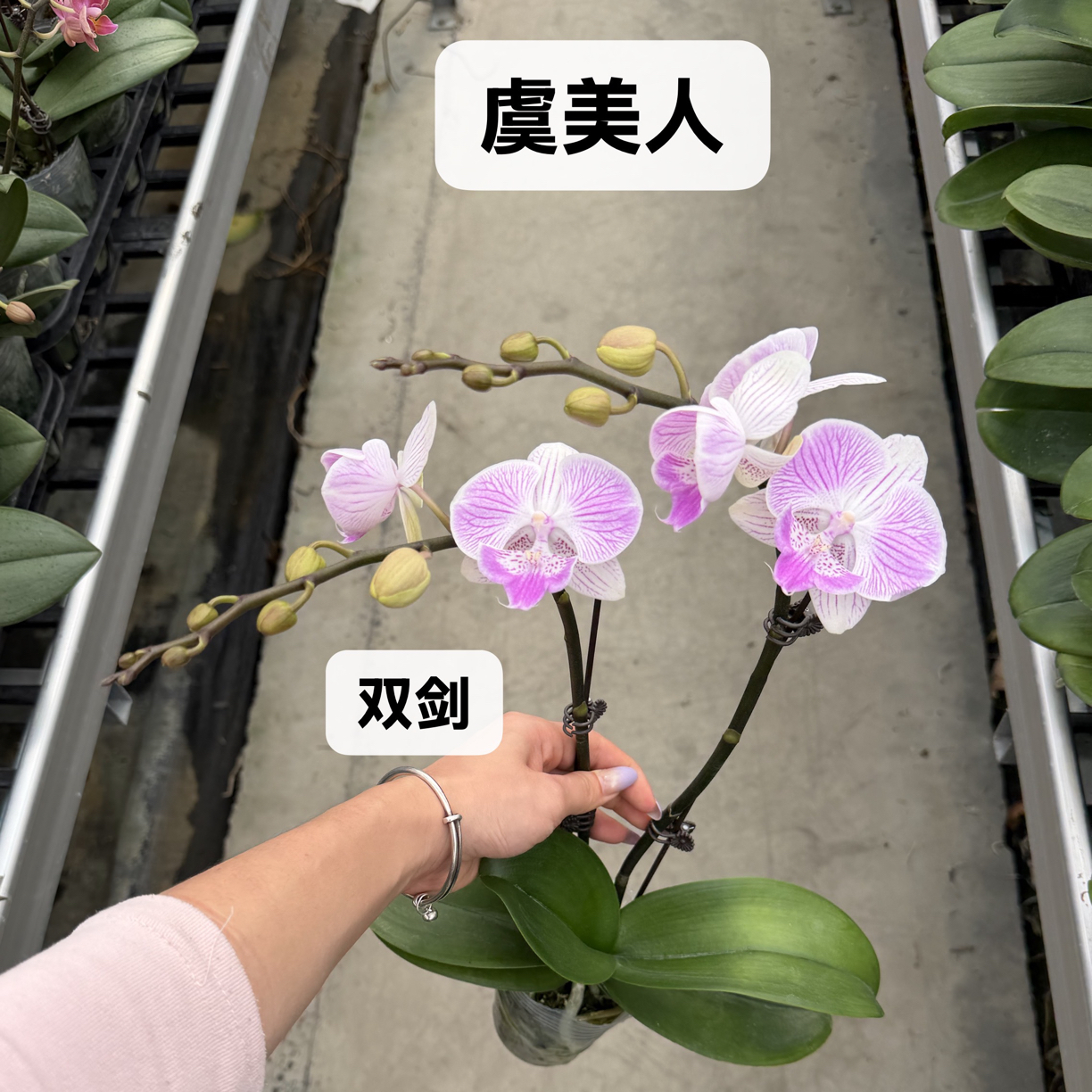 蝴蝶兰【虞美人】欧品丰花型好养耐开盆栽