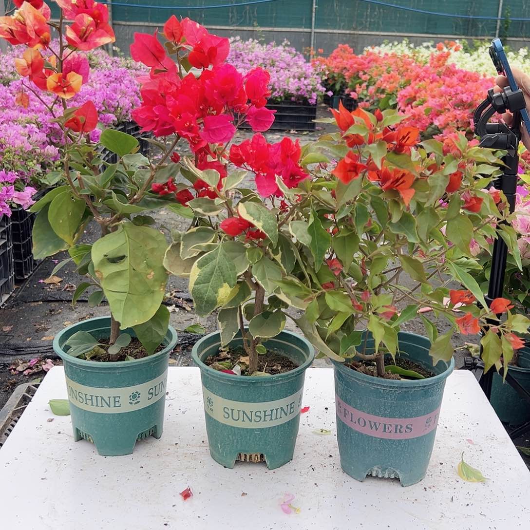 大部分花苞少量开放哪吒，孟加拉红，热火桑巴