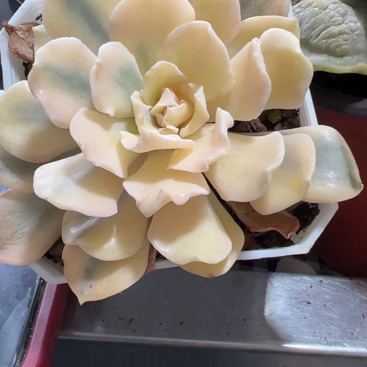 锦不售后多肉植物不福利