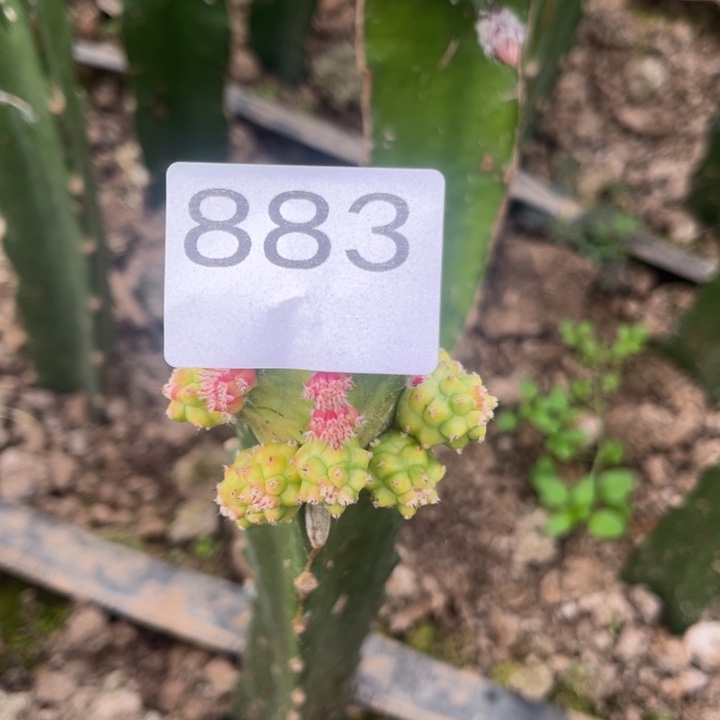 用***0桃太郎锦^_^^_^^_^883