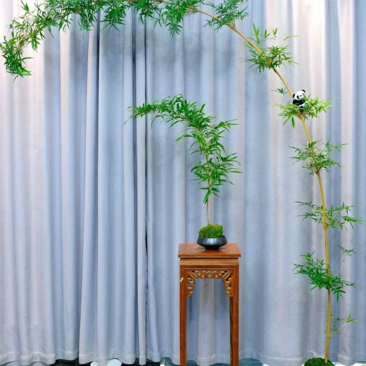 小叶簕竹办公室桌面绿植花卉室内小盆栽好养活