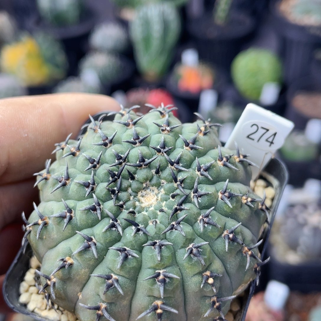 仙人球满28包邮盆口径5公分短豪刺黑刺凤头