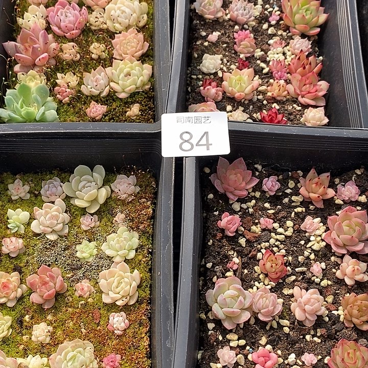 84 多肉植物盆栽花卉