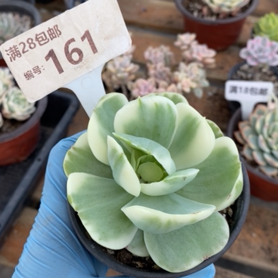 161一一一一一一一一一