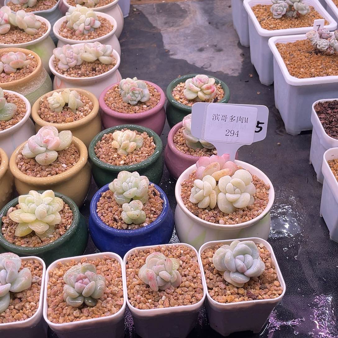 奶*?滨哥多肉M294冰玉石化三头