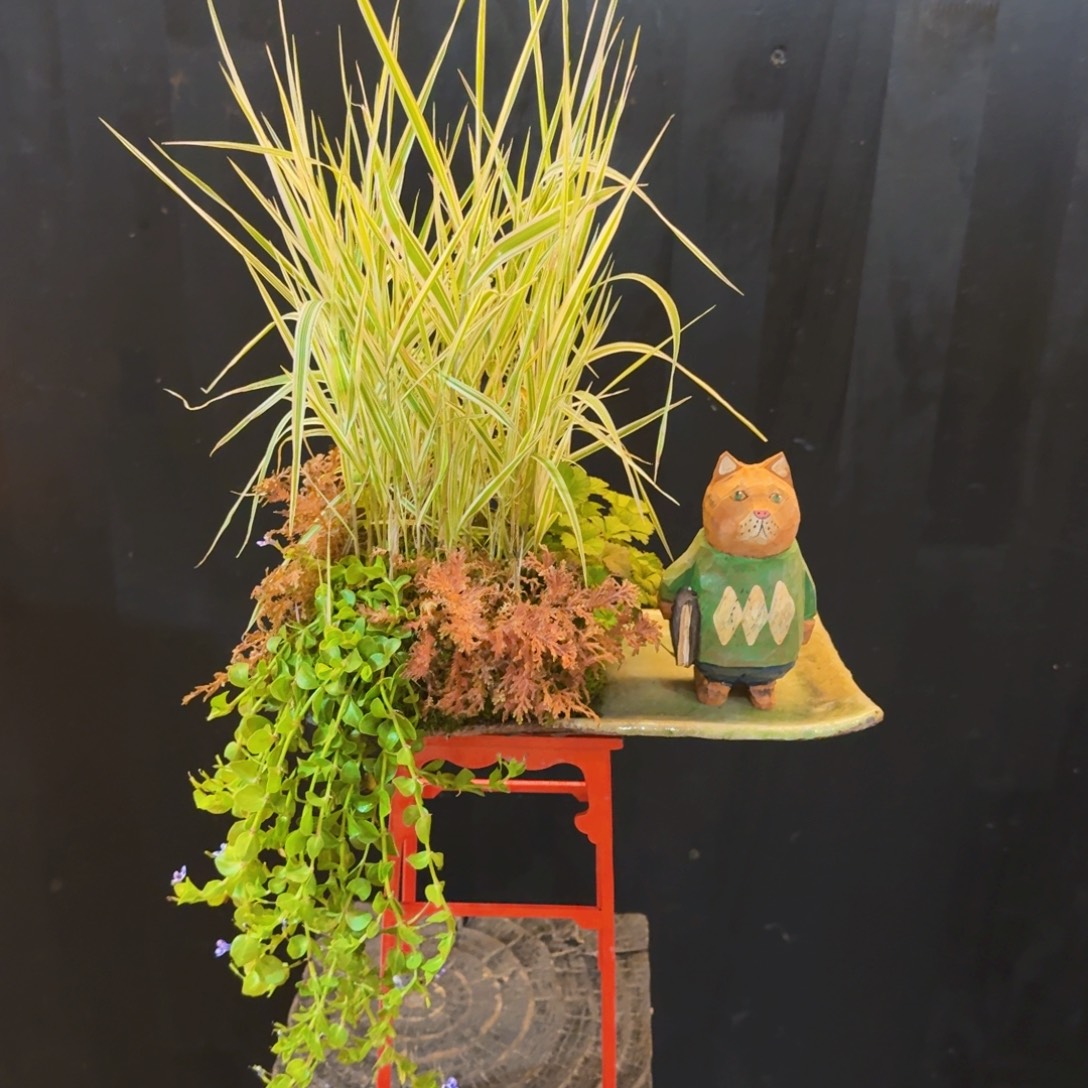 无花朵山野草日本盆器
