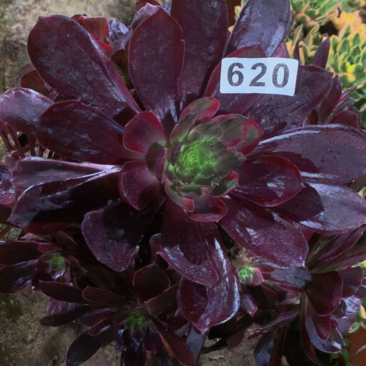 【闪购商品】620赤霞飞多肉