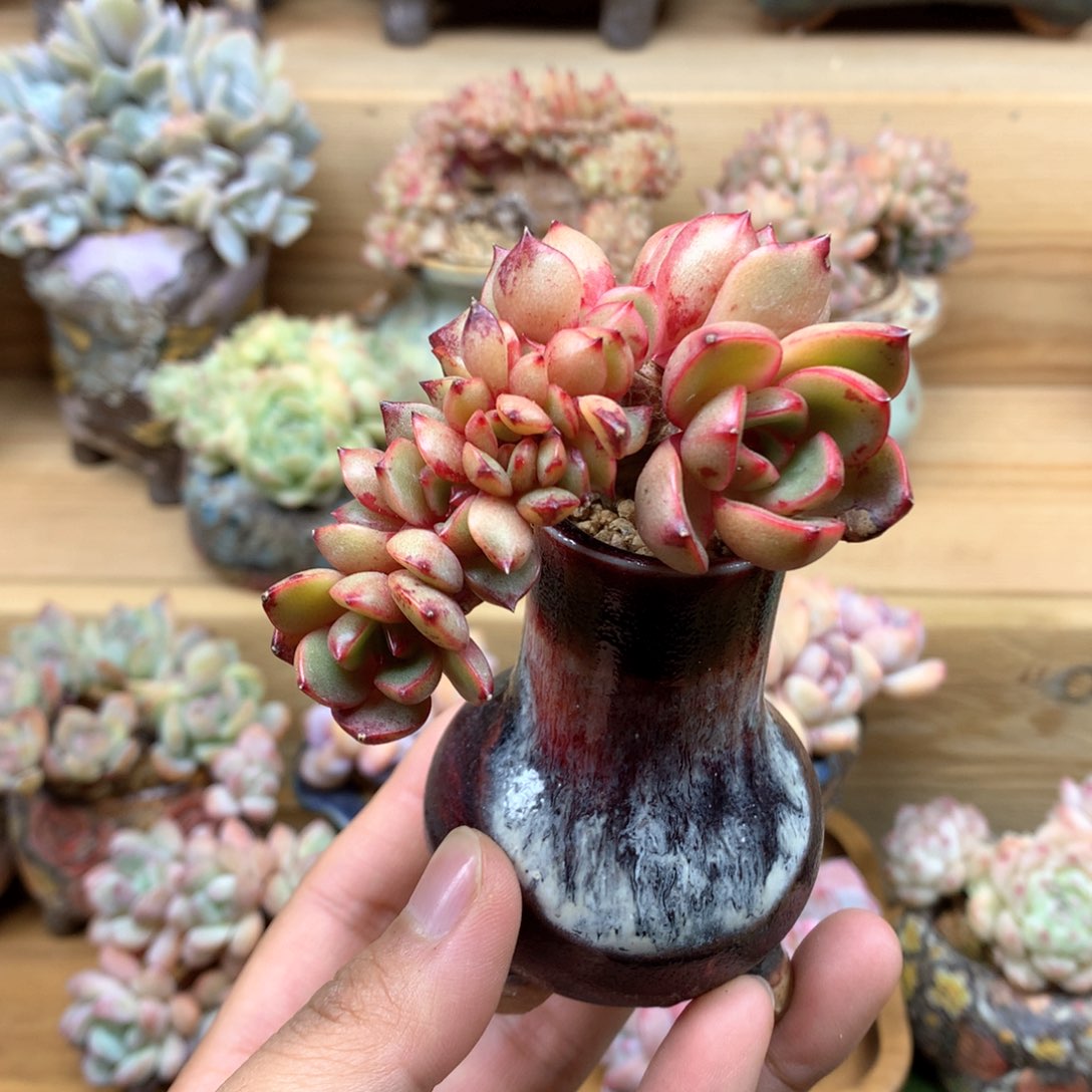 红色幻想缀化一物一拍