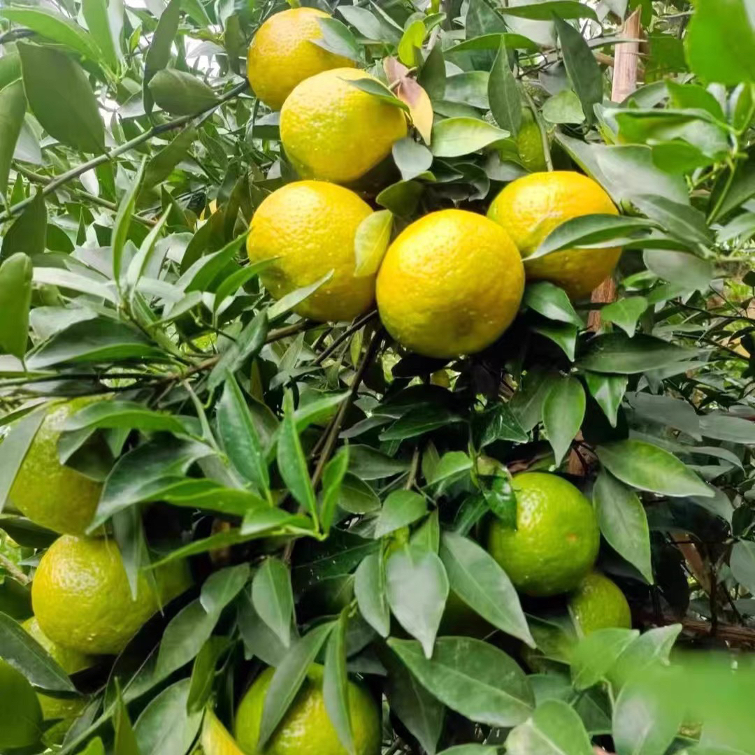 2025年二红/大红，小青柑，茶枝柑陈皮【自家果园】