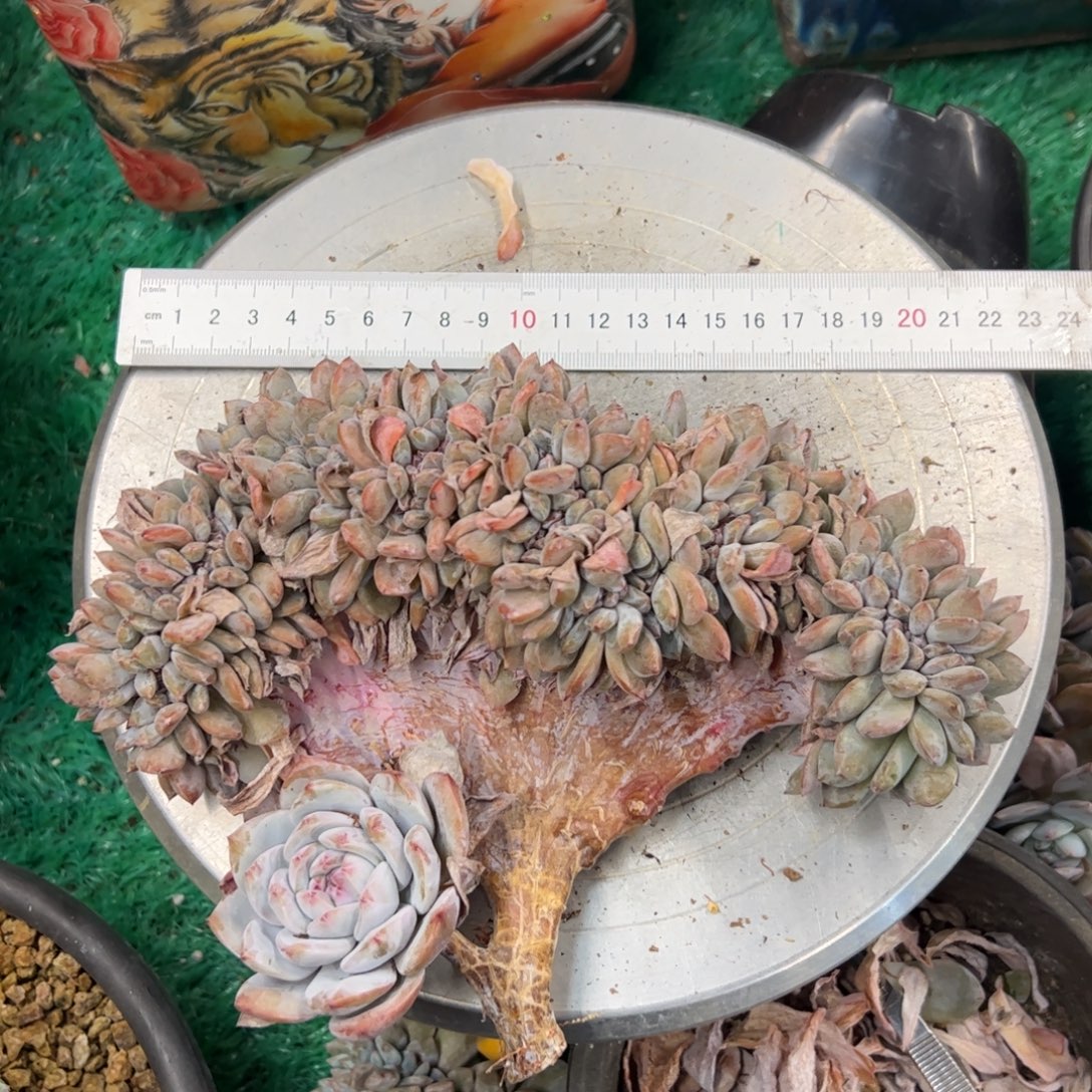 馨***月星影缀化星影缀化