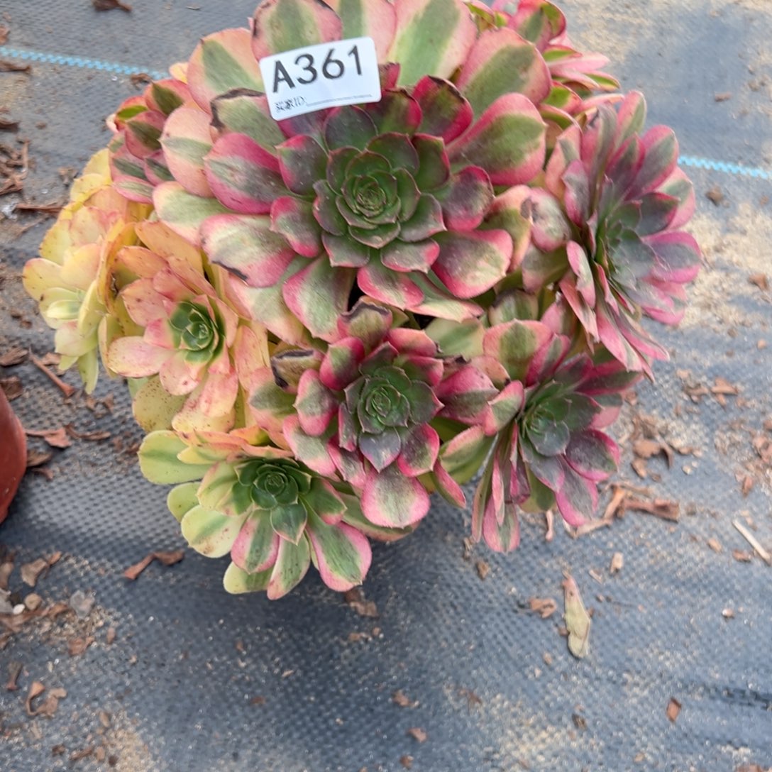 雨***儿361雨荷多肉植物法师多肉