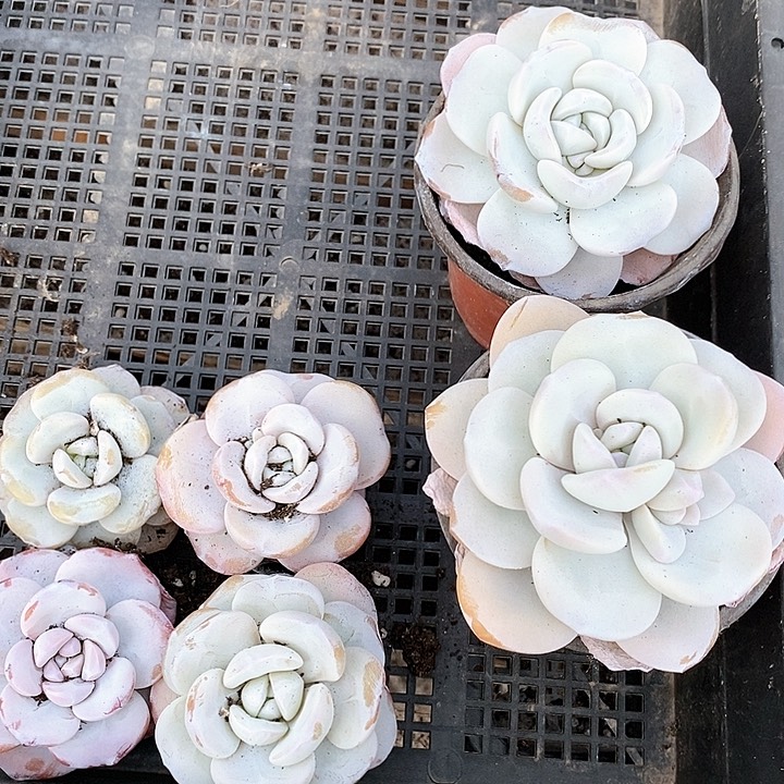 小****肉14-100号一物一拍雪