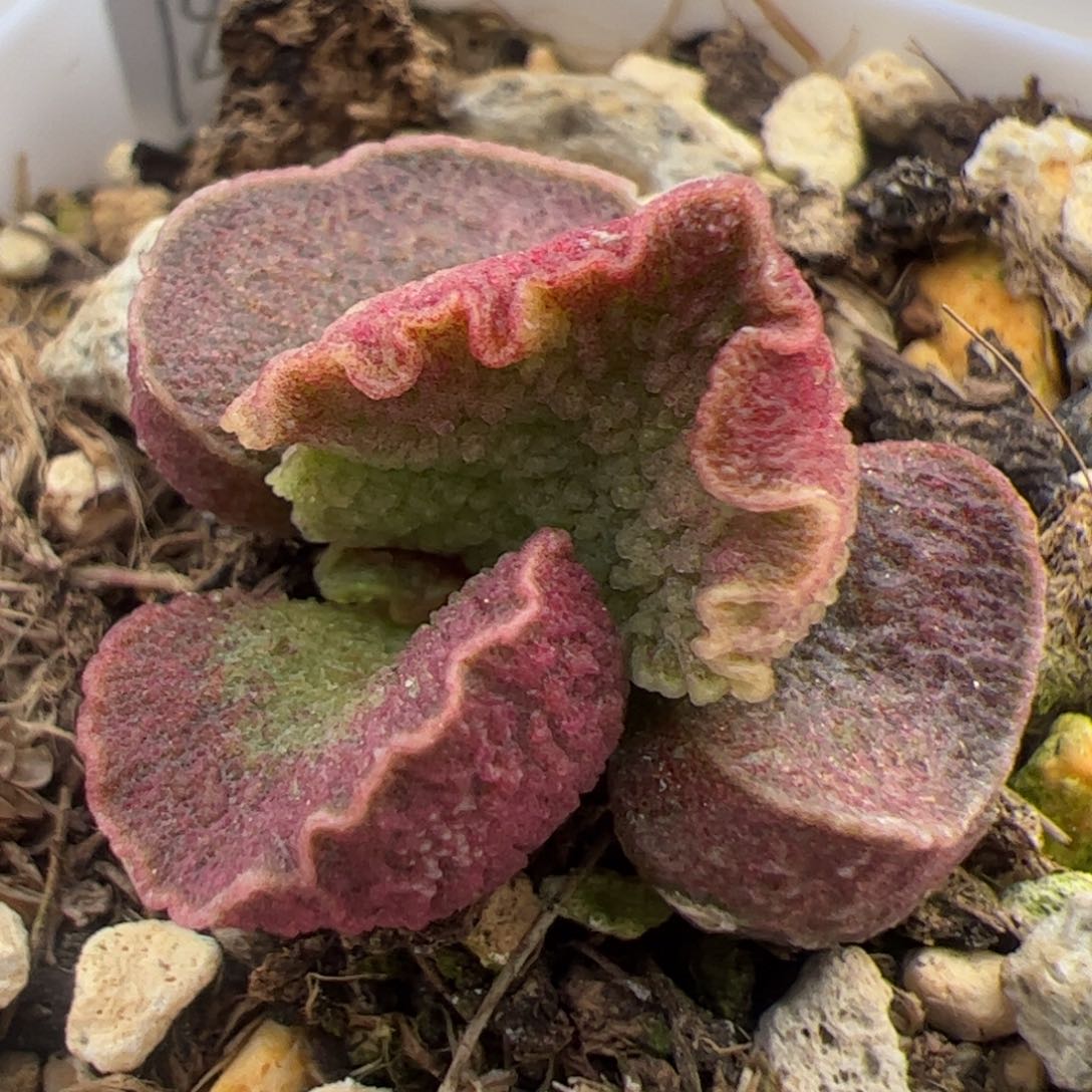 实生新品整颗多肉植物水泡多肉植物