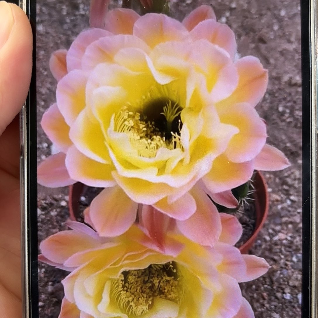 彩草黄金屋8-9公分左右微瑕