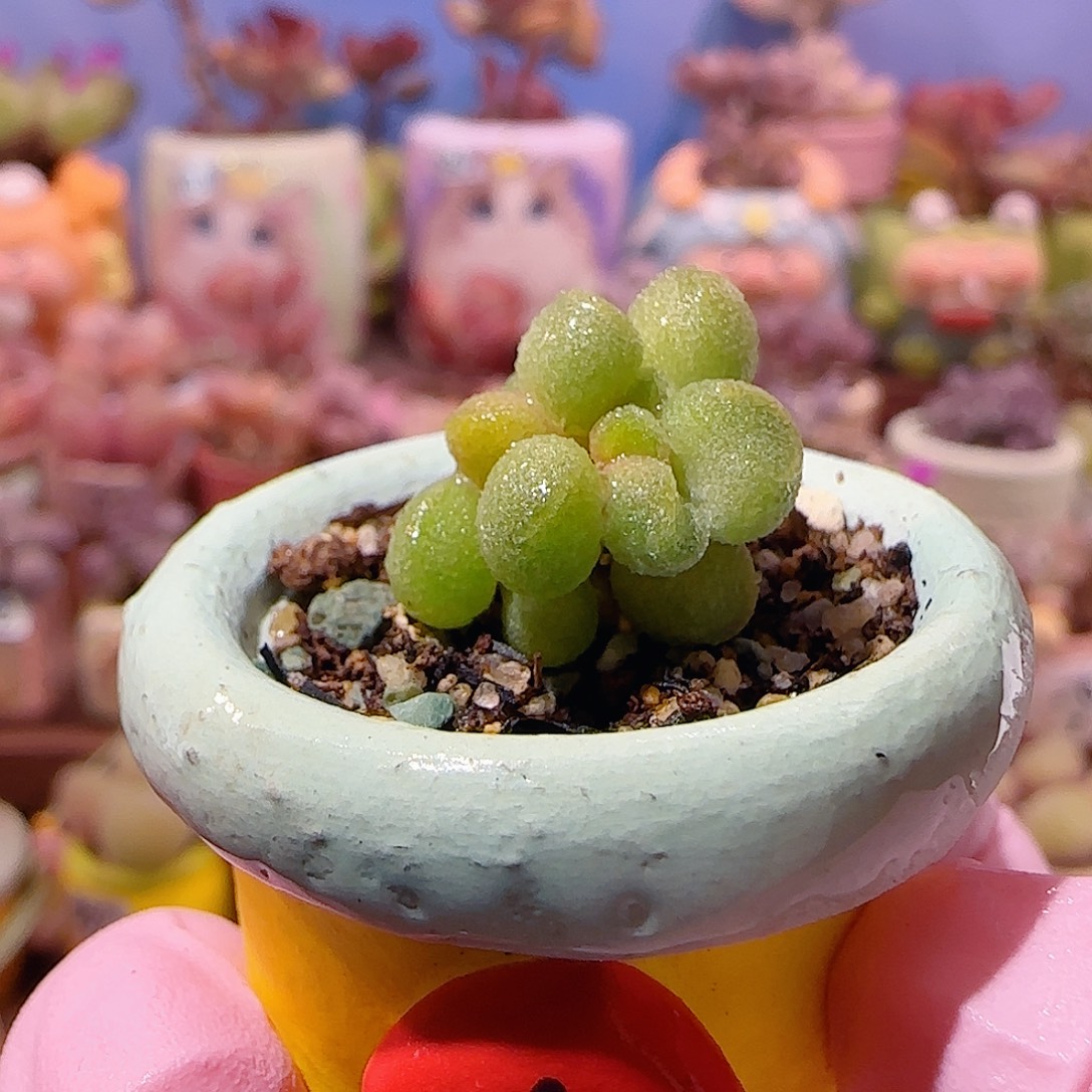 可爱银之卵 盆口2cm