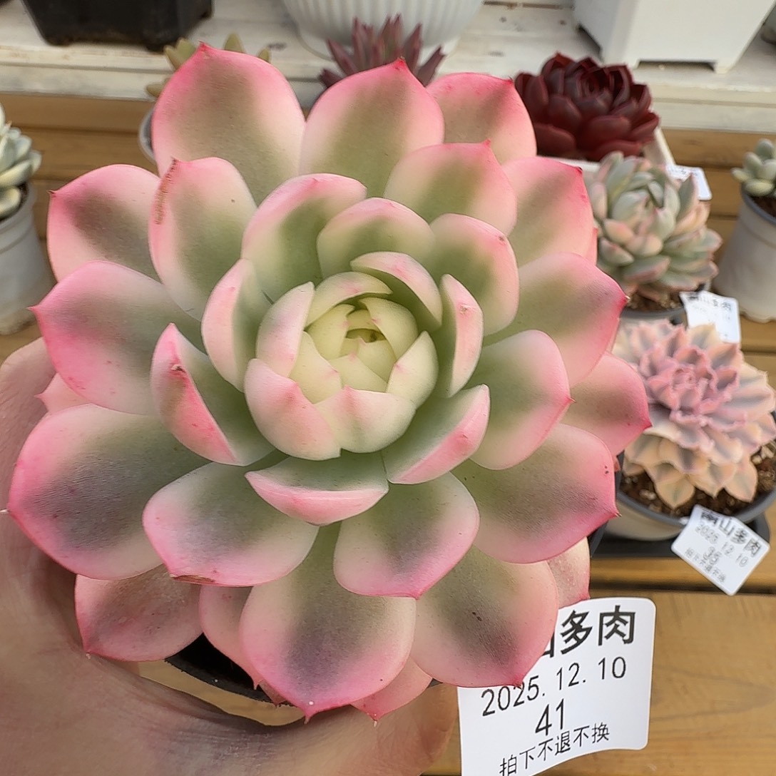 粉水晶锦111210-41