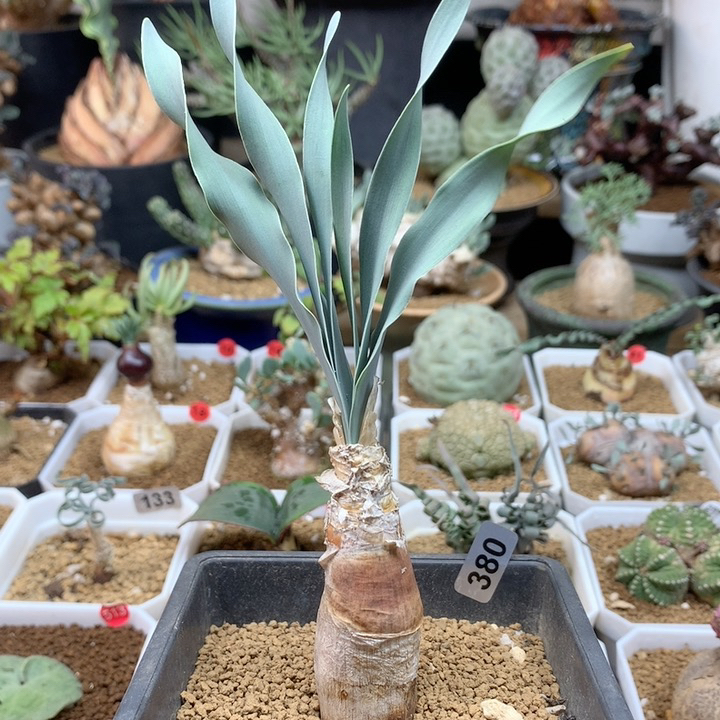 产地巨凤之卵带盆380