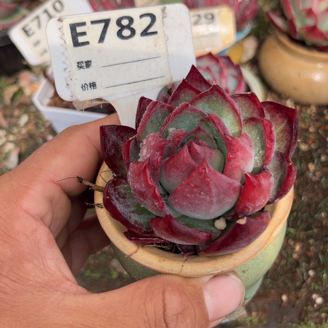 惊鸿一瞥782号多肉