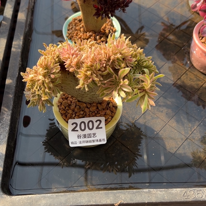 2002拇指朵缀（迷你款）